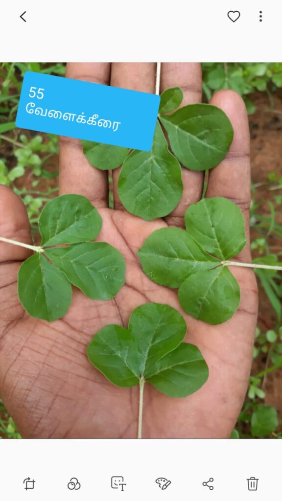 நல்வேளை கீரை (தைவேளை கீரை)